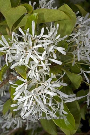 chionanthus retusus 4 graphic